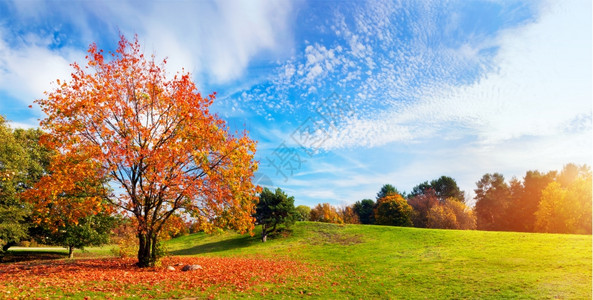 秋天的风景树上满是多彩的落叶阳光明媚的蓝天宽阔视野全景完美的季节主题图片