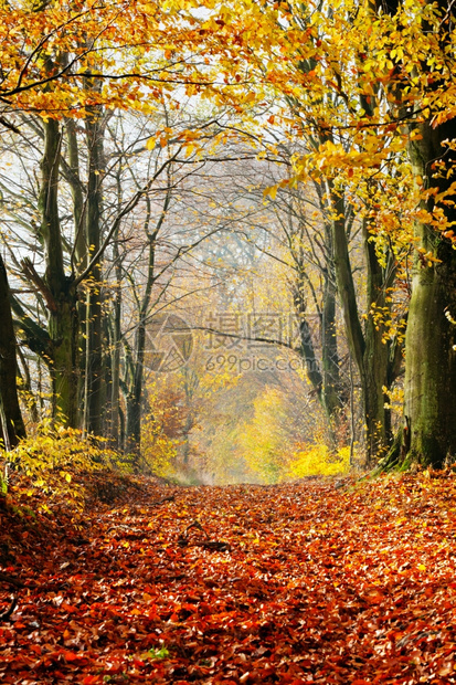 秋天堕落的森林自然走向下午的阳光红叶浪漫的心情图片