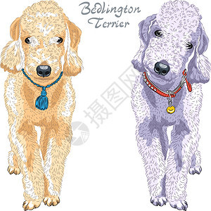 两只狗BetingtonTerrier繁殖肝色和灰图片