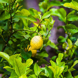 柠檬在树上有机柠檬在树上图片
