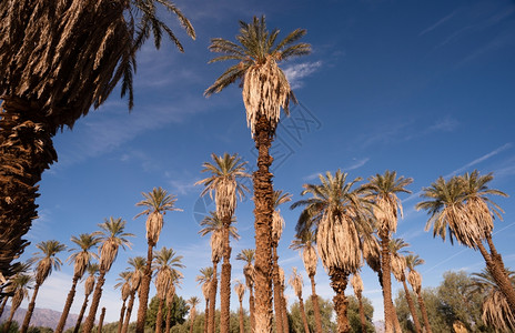 蓝天为谷热带棕榈树提供了良好的背景图片