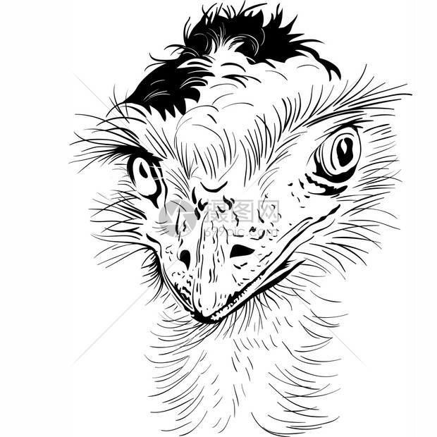 有趣的奥斯特里赫鸟素描写肖像