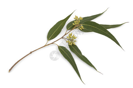 Eucalyptus树枝和白背景的叶子图片