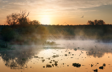 日出时秋河的雾鸟图片
