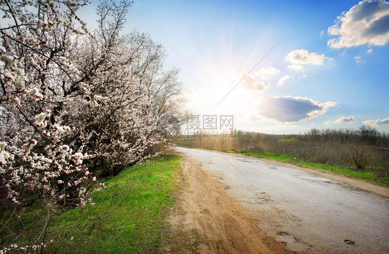 阳光照耀的公路附近鲜花樱桃树图片