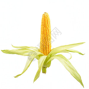 在白色背景上孤立的cob上玉米图片