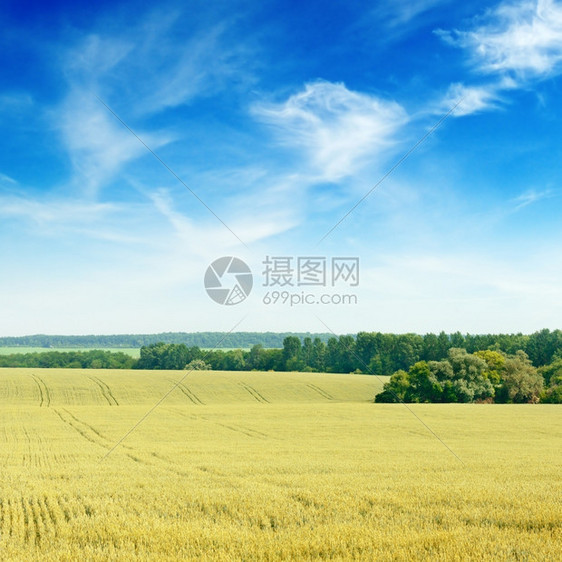 小麦田和蓝天空图片