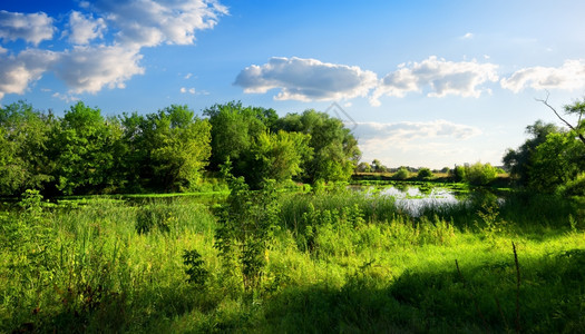夏天在美丽的绿色自然保护区的河流中图片