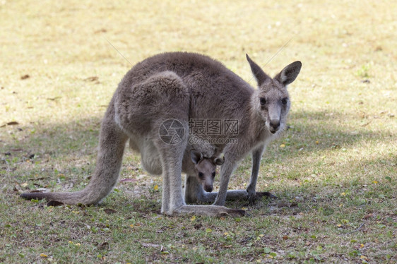 澳大利亚新南威尔士州澳大利亚红袋鼠母亲和Joey图片