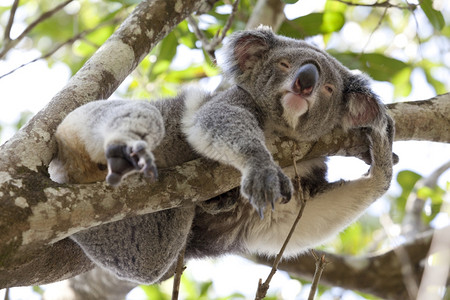 桉树榕树Koala在树上放松澳大利亚昆士兰州背景