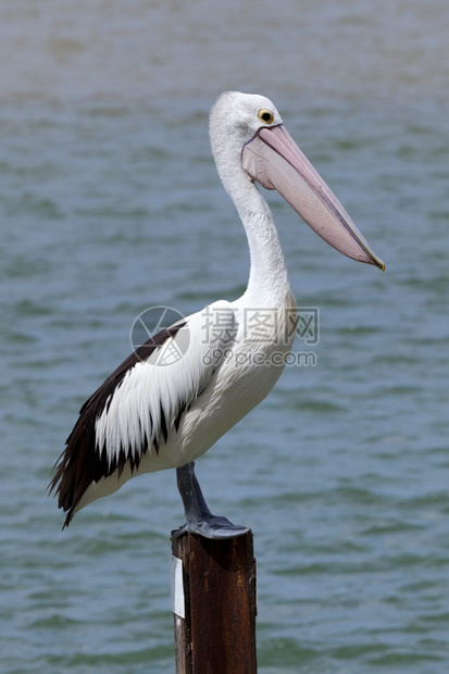 站在澳大利亚昆士兰州彩虹海滩的木制倾角杆上Pelican图片