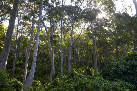 澳大利亚新南威尔士州Eucalyptus树图片