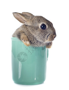 白背景面前的茶杯中欧洲兔子图片