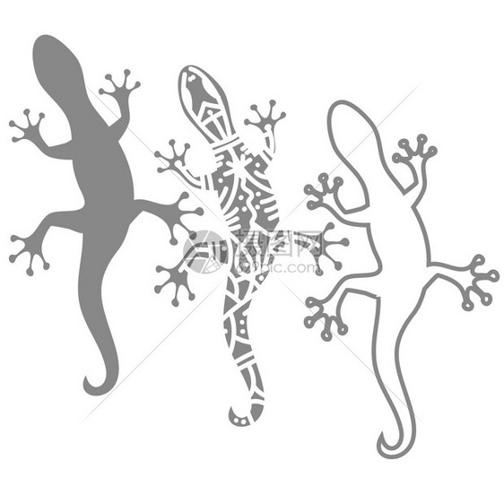 用白色背景上的salamander的光影画像图片