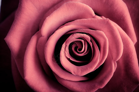 为特殊场合赠送礼物关闭美丽盛开的红玫瑰花作为爱情或自然背景图片