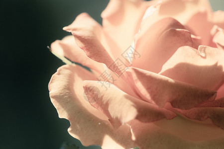 大自然关闭美丽的花朵软粉红色的玫瑰花作为背景图片