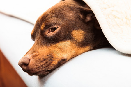 在家里的动物Dachshundchihuahua和shihtzu混合狗在室内羊毛毯下睡觉在床上休息图片