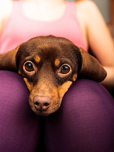 在家里的动物DachshundChihuahua和shihtzu混合狗在室内人腿上放松图片