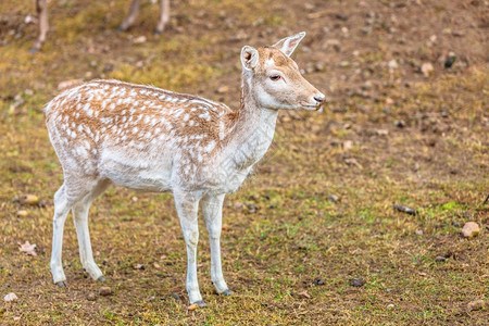 公园里的年轻雌鹿大自然中的动物美图片