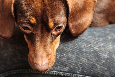 在家里的动物DachshundChihuahua和shihtzu混合狗在室内人腿上放松图片