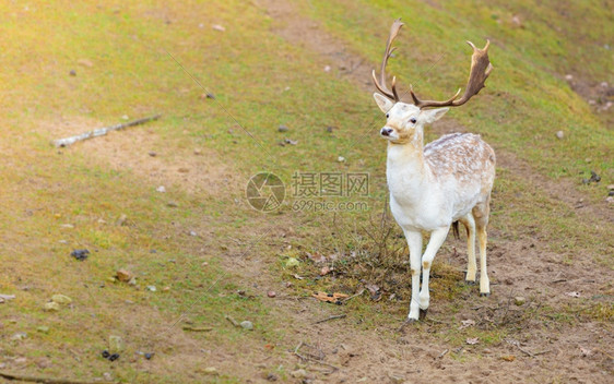 公园里的年轻雄鹿大自然中的动物美图片