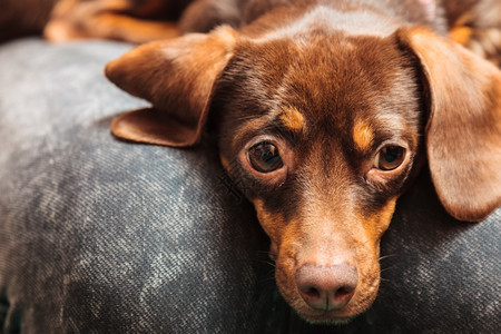 在家里的动物DachshundChihuahua和shihtzu混合狗在室内人腿上放松图片