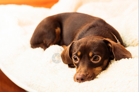 在家养动物DachshundChihuahua和shihtzu混合狗在室内羊毛毯上床放松图片