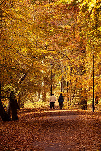 高龄妇女在丰富多彩的秋季森林中行走的近视图片