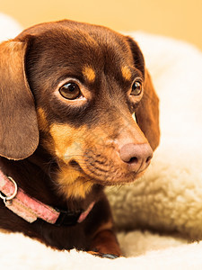 在家养动物DachshundChihuahua和shihtzu混合狗在室内羊毛毯上床放松图片