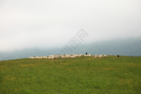 自然和环境夏季山地中的羊群旅行和游图片