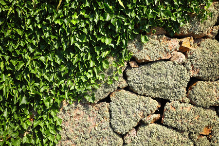 绿长春叶石岩背景的地衣和苔图片