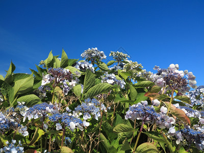 HydrangeaAspera麦花草图片