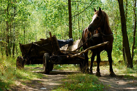 森林中的旧马车图片