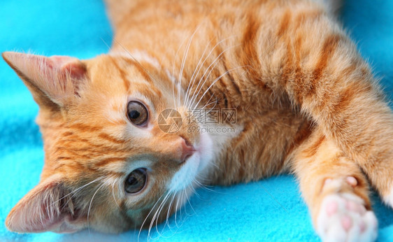 在家里的动物红可爱小猫宠躺在床上的绿毯子图片