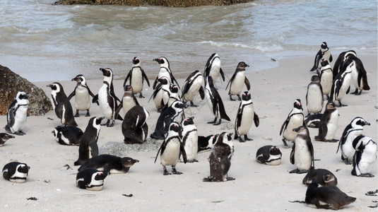南非开普敦Boulders海滩上的非洲企鹅图片