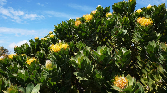 南非著名植物Protea图片