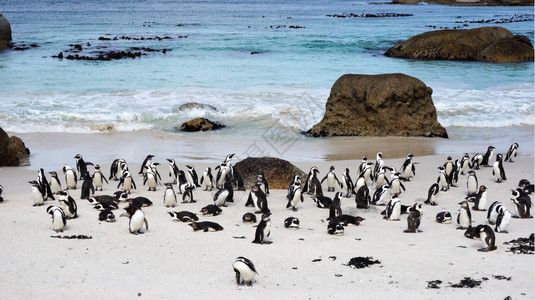 博尔德海滩上的非洲企鹅图片