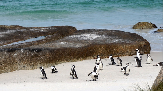 企鹅聚居在海滩上图片