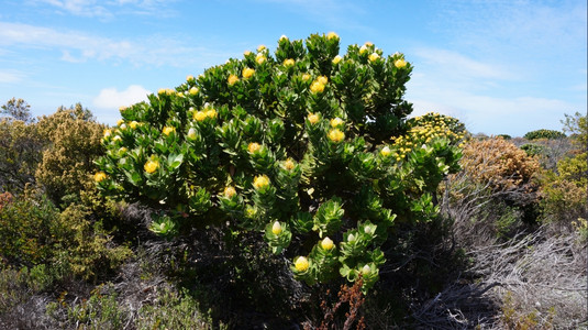 南非著名植物Protea图片