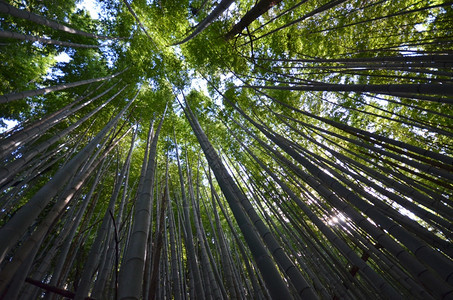 日本京都亚林山竹图片