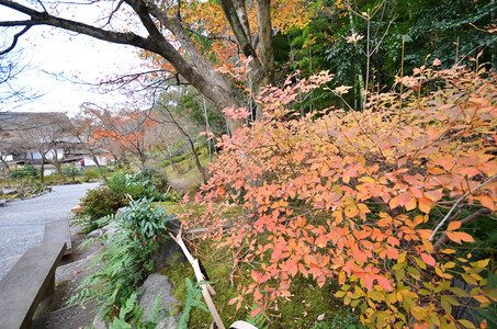 Tenryuji以它的风景花园闻名图片