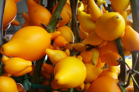 在花园里生长的哺乳动物 Solanum mamasuum,哺乳动物通常被称为水果或。在花园里生长的哺乳动物 mamasuum,通图片