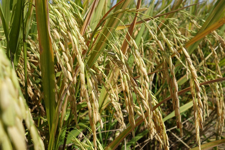 亚洲在收割前就开裂大米谷物成熟的稻田已经做好收割的准备图片