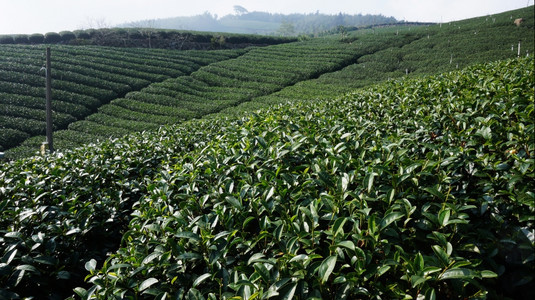 美丽的绿色茶叶新种植园高地茶叶种植园图片