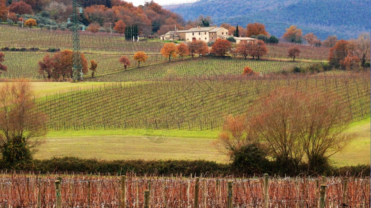 冬季位于意大利蒙塔尔西诺的Wineyard图片