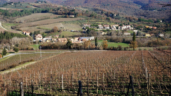 冬季意大利锡耶纳的Wineyard位于意大利锡耶纳x9x图片