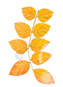 一系列多彩的秋叶收集美丽多彩的秋叶在白色背景中孤立背景图片