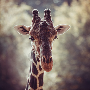 奇特长颈鹿的肖像Giraffacommerlopardalis图片