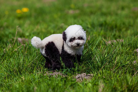狗在熊猫上重新油漆养狗宠物图片
