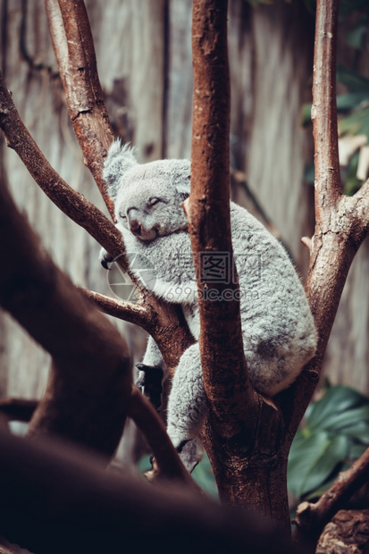 澳大利亚Koala熊睡在树干上Koala在澳大利亚Eucalyptus树上放松图片